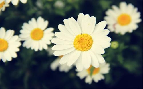 快乐的女孩，在句子中接受鲜花