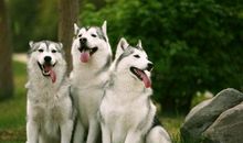 关于宠物开心的句子 形容狗狗很开心的句子