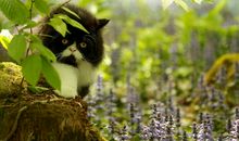 形容要有开心心态的句子 简单快乐的心态句子