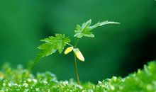 经典语录：哭给自己听，笑给别人看，这就是成长