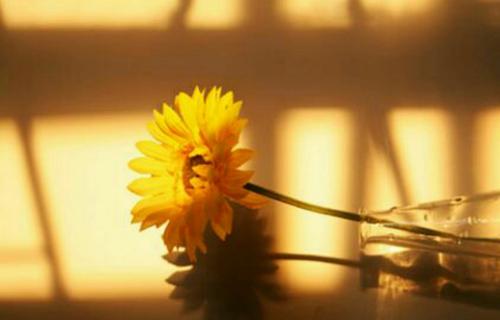 早安心语：生命是一种记忆，一种延续