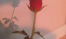 经典语录：自己没有展露光芒，就不应该怪别人没有眼光