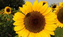 不是所有的花都是向日葵