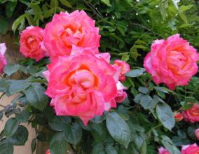 早安心语:您可能没有高本领,但绝对不能有不良品格