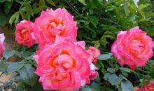 早安心语：你可以能力不高，但不可人品不好