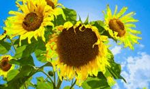 经典语录：幸福不是房子有多大，而是房里的笑声有多甜