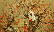 就像柿子一样，能让你“红”起来的，只有你自己