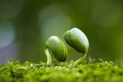 每一颗种子都值得期待