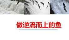 做那条逆流而上的鱼