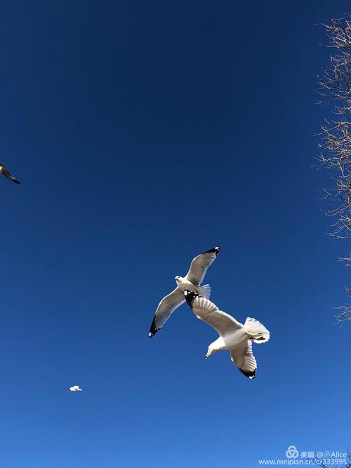 学习大鹅，不要成为海鸥