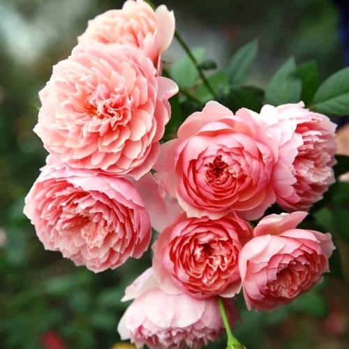 如果您害怕，您将会输掉，如果您不害怕，您可能会赢！