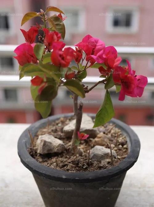 并非每朵花都能结出果实，但每朵花都有自己的季节