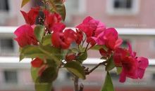 不是每种花都能结果，但每种花都有自己的花季