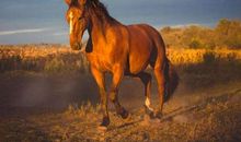 人生成功的六匹马