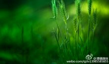 写给母亲：别把儿子当成救命稻草