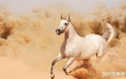 千里马在沙漠中