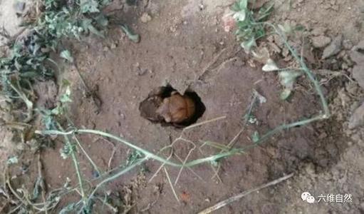 两个梦想破灭后