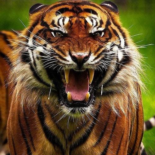 上帝只喜欢跑步者