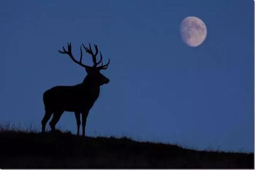 经典语录：如果夜晚太长，让自己成为黎明