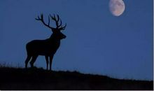 经典语录：如果黑夜太漫长，便许自己一个天亮