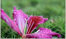 最后一秒的芬芳