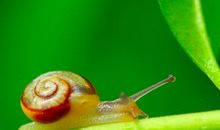 一只蜗牛的十八年