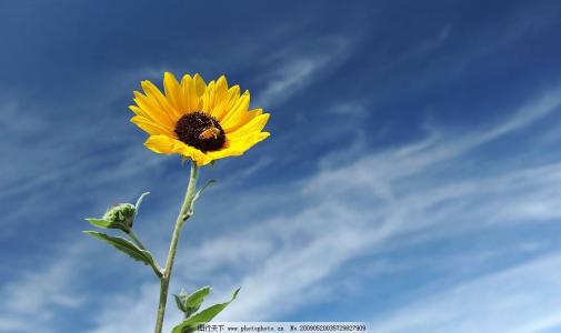 向日葵不见日光就会打开
