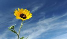 向日葵看不到太阳也会开放