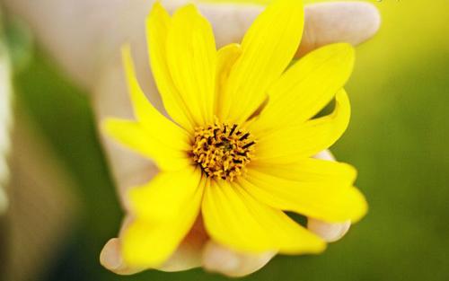 泰戈尔：爱的金子