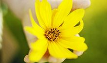 泰戈尔：爱的金子