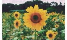 泰戈尔：玩具的自由