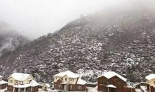 泰戈尔：山茶花