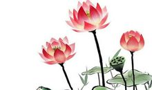 惊人的三大成功定律：荷花定律，竹子定律，金蝉定律