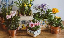 我们是为了养孩子，不是为了养花