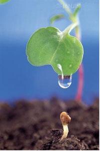 在黑暗中代替阳光的东西称为信仰