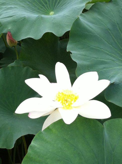 于敏红：不同季节鲜花盛开