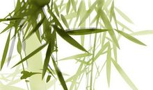 荷花定律，竹子定律，金蝉定律