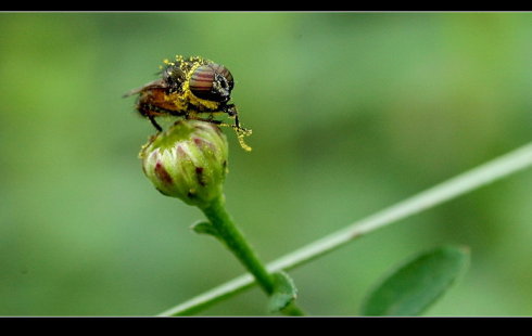肩膀上有蜻蜓吗？