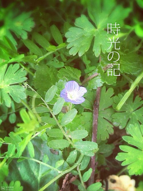 为平凡的生活而努力是人生的小运气