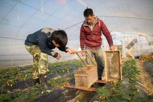 为什么大多数来自农村的大学生混合不良？