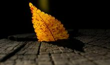 经典语录：你错失了夏花绚烂，必将会走进秋叶静美