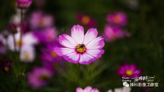 花不仅在春天盛开