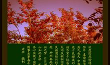 有关环保的语句