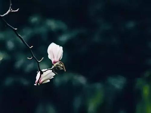 林庆轩:我能看多久父亲的微笑?