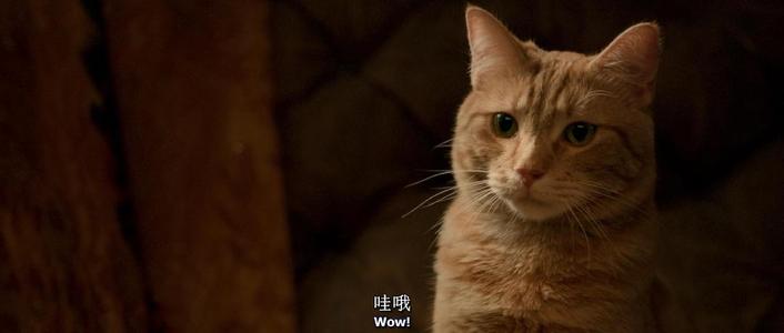 关于“流浪猫鲍勃”的思考