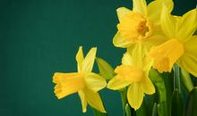 坚信自己：是水仙，总会绽放