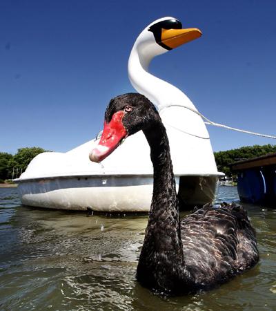 黑天鹅般的爱情使人们想哭了一会儿