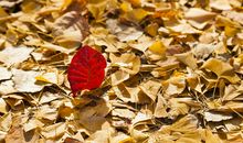 秋天落叶像什么的句子