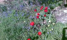 摘野花幽默说说