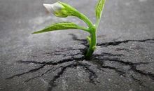 顽强比坚强更重要